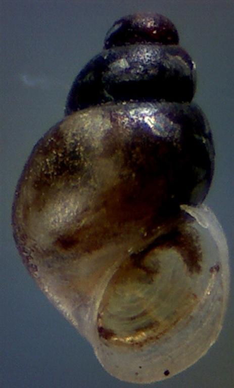 Rissoella diaphana ?